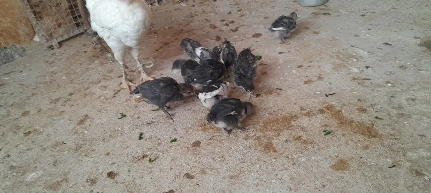 جوجه گلین|حیوانات مزرعه|کوه چنار, |دیوار