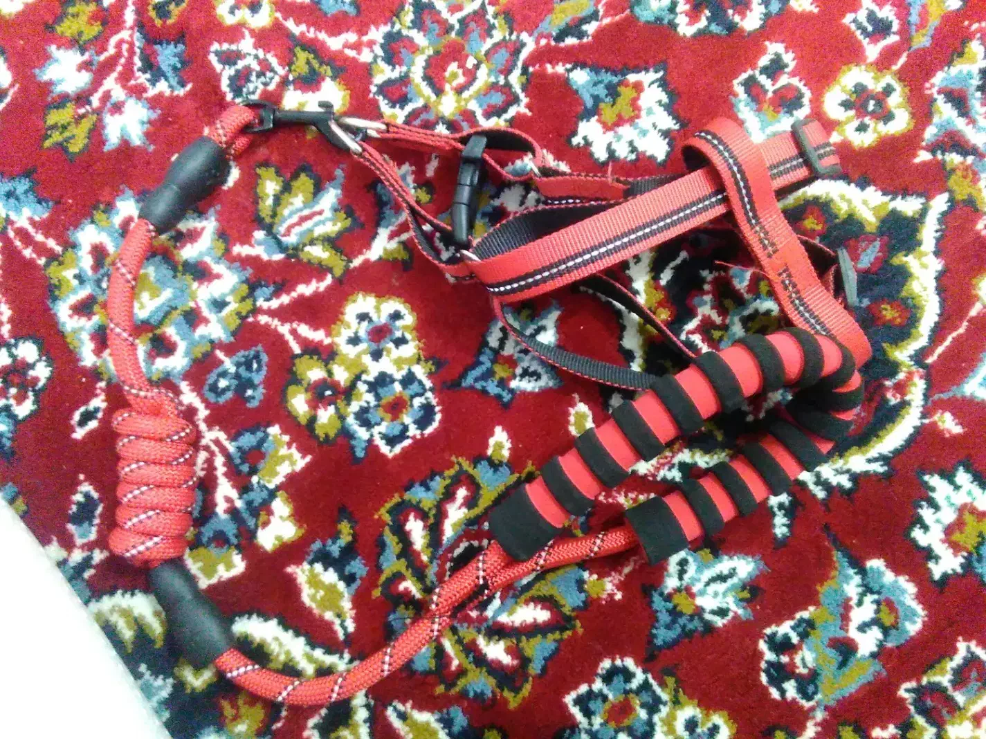 سگها شیتزو بسیار زیبا جنسیت نر|سگ|سقز, |دیوار