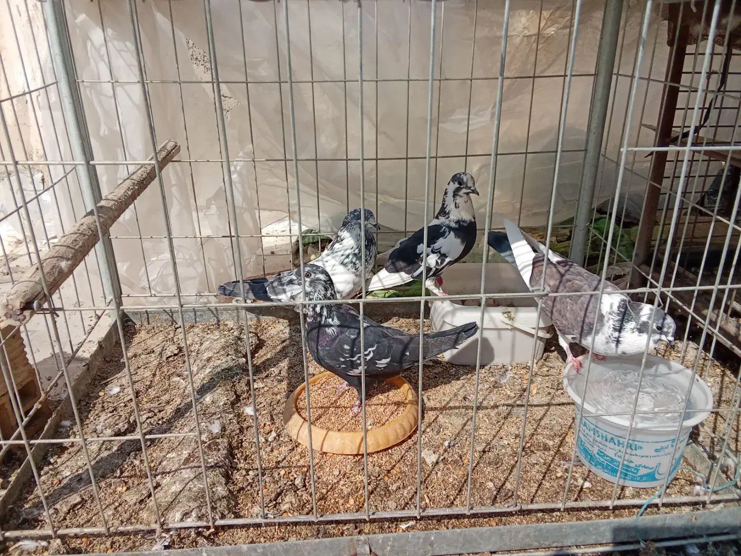 پرنده|پرنده|خمینی‌شهر, |دیوار