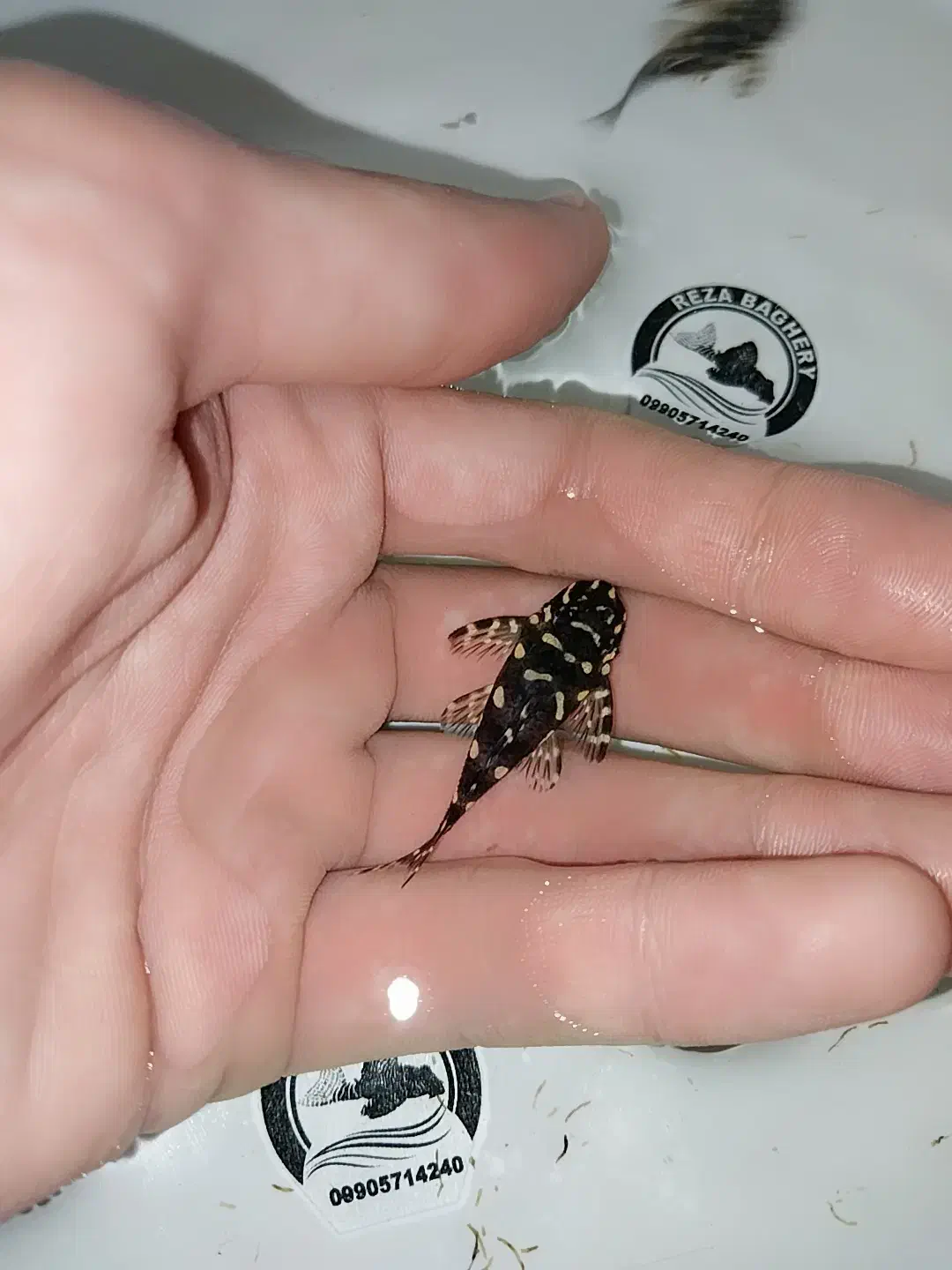 پلکو خاص ۲۰۱ و پوزه بوته ای|ماهی|تهران, طرشت|دیوار