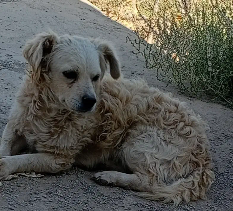 واگذاری سگ|سگ|ساوه, |دیوار