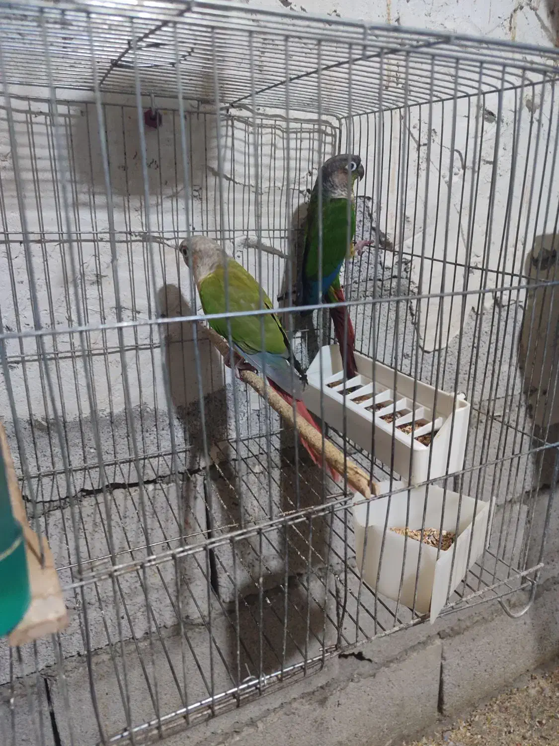 دوجفت گرینچیک مولد تضمینی|پرنده|مهاباد (آذربایجان غربی), |دیوار