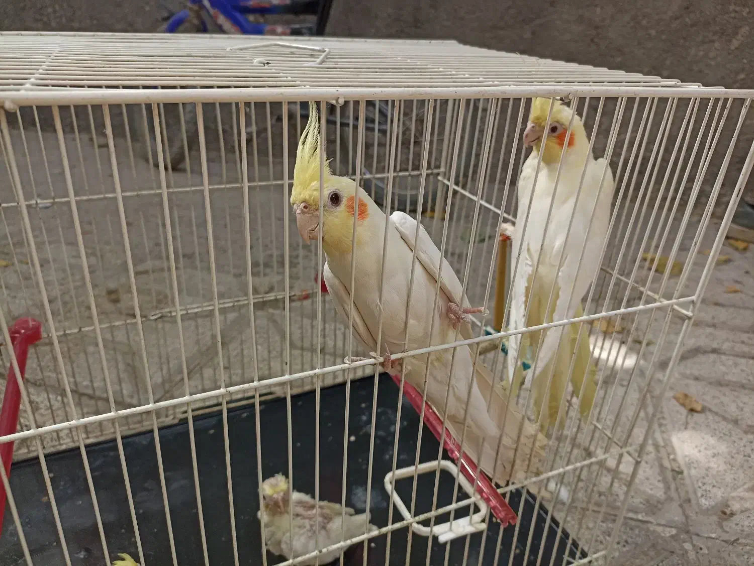 یک جفت عروس هلندی به همراه دو جوجه|پرنده|مشهد, شهرک امام سجاد|دیوار