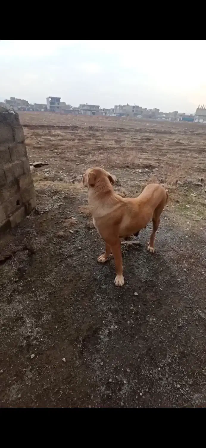 سگ پژدر|سگ|اشنویه, |دیوار