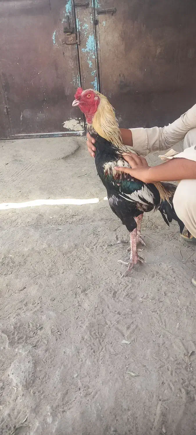 خروس|حیوانات مزرعه|چابهار, |دیوار