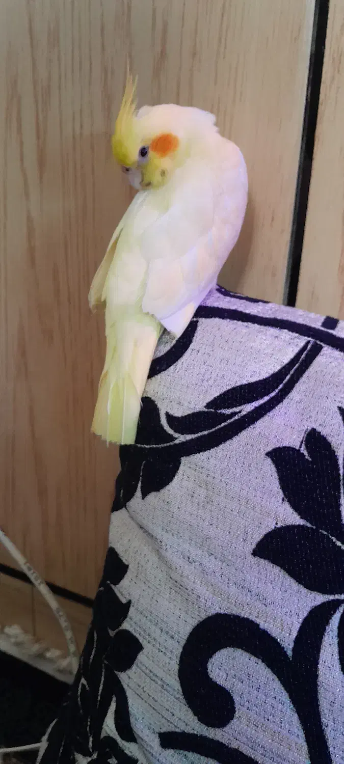 گمشده|حیوانات|دزفول, |دیوار