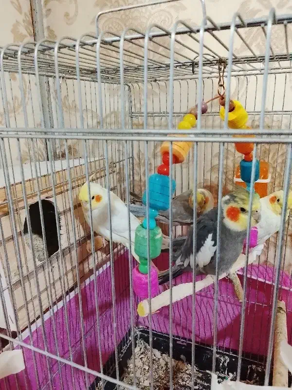 عروس هلندی|پرنده|فردیس, شهرک ۱۱۰|دیوار