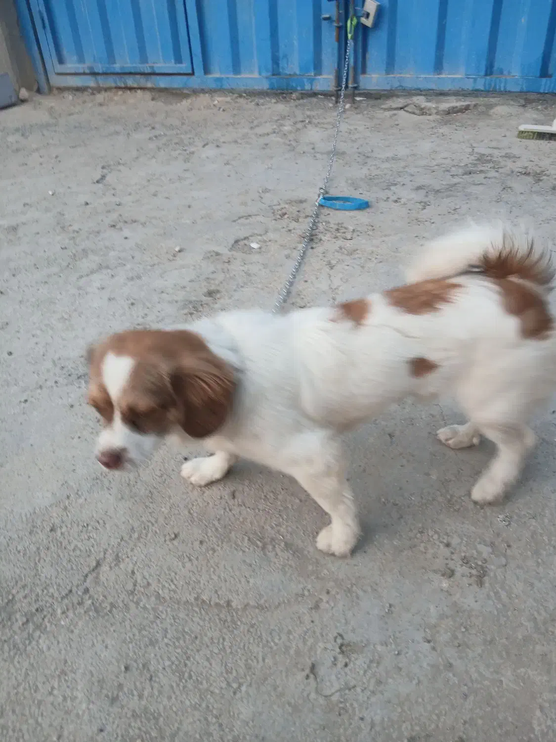 سگ نر پامر|سگ|قم, قلعه صدری|دیوار