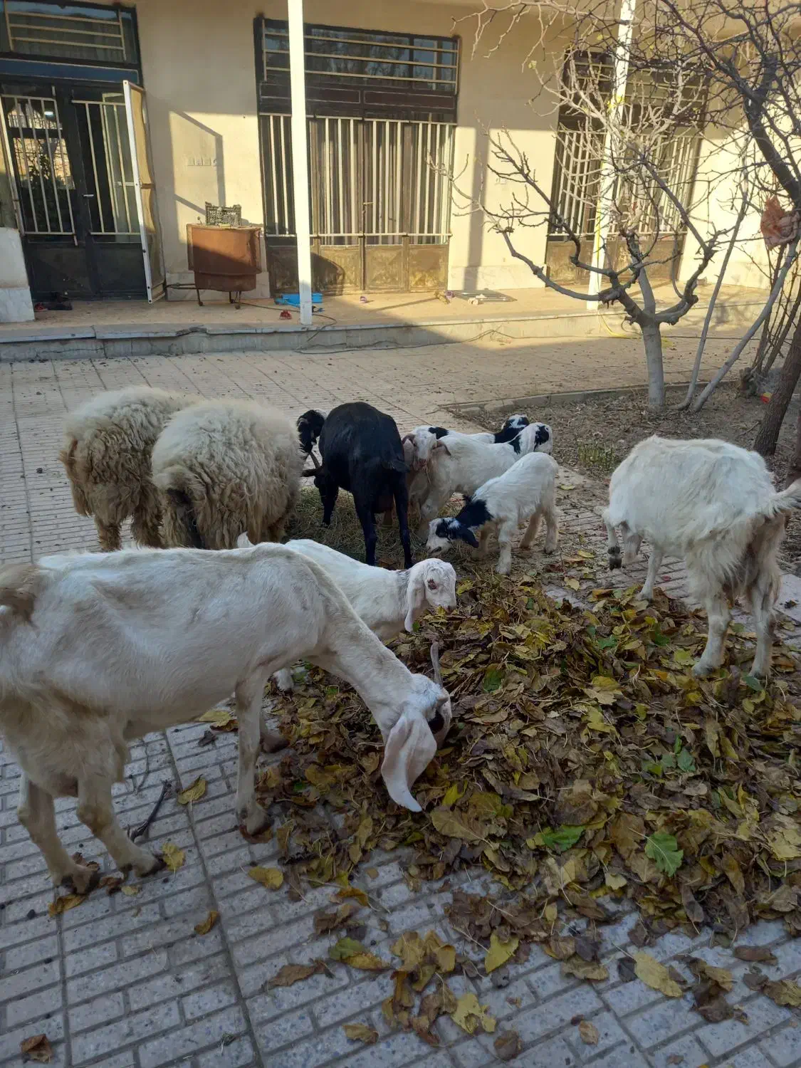 بز و بزغاله|حیوانات مزرعه|لنجان, |دیوار