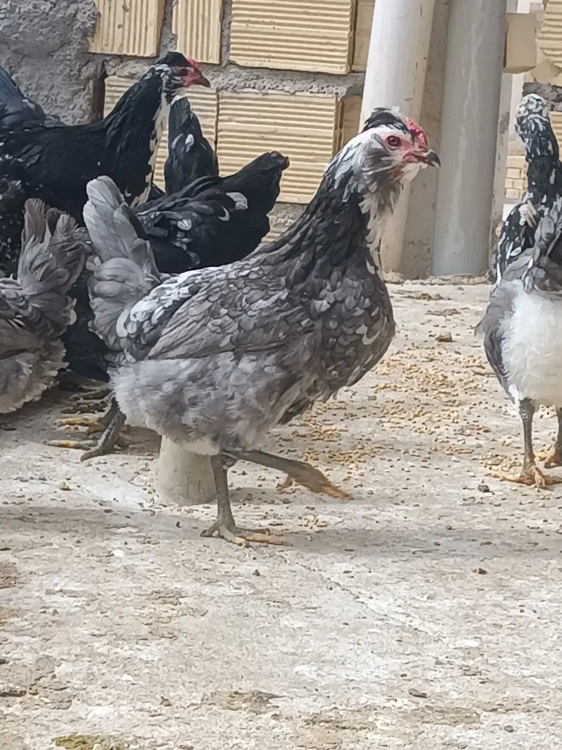 تخم مرغ گلین|حیوانات مزرعه|برخوار, |دیوار