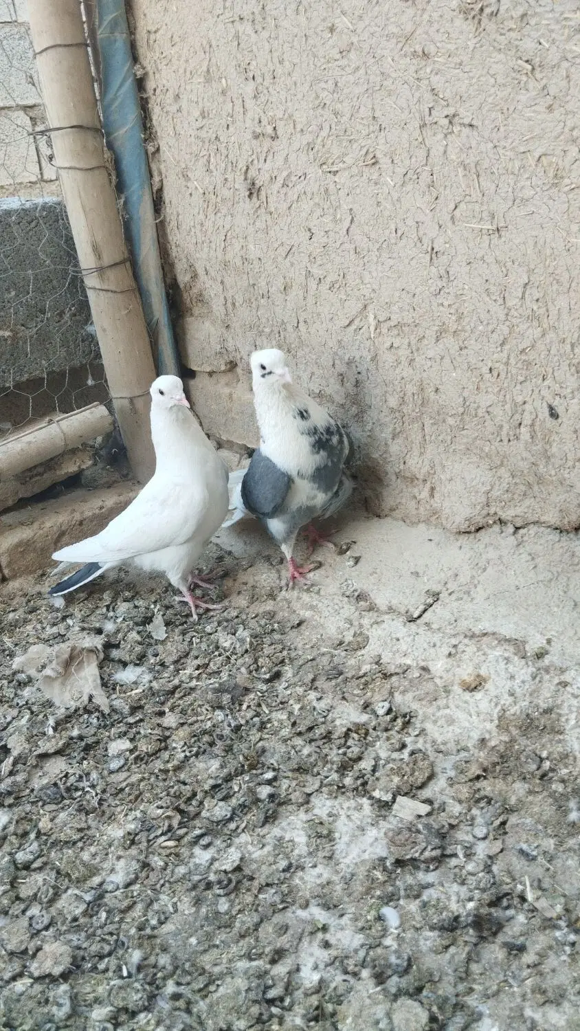 کبوتر|پرنده|گلپایگان, |دیوار