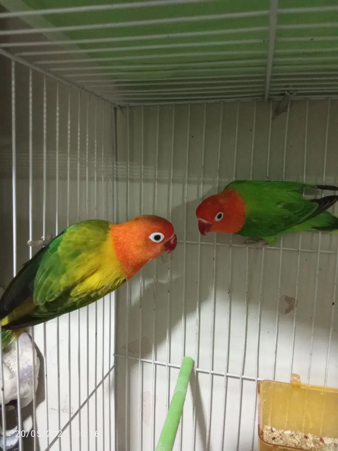 گرینچیک نرکوتوله جفت باجوجه نرماده تک باضمانت کتبی|پرنده|مشهد, عبادی|دیوار