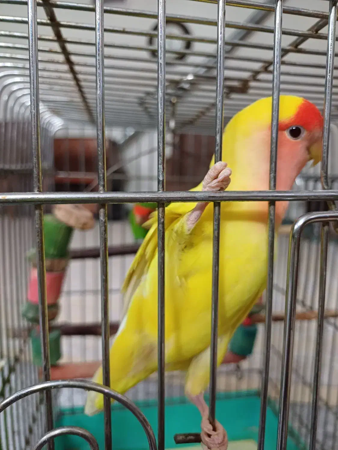 یک جفت طوطی برزیلی به همراه ۴ عدد جوجه|پرنده|محمدشهر, ولدآباد|دیوار