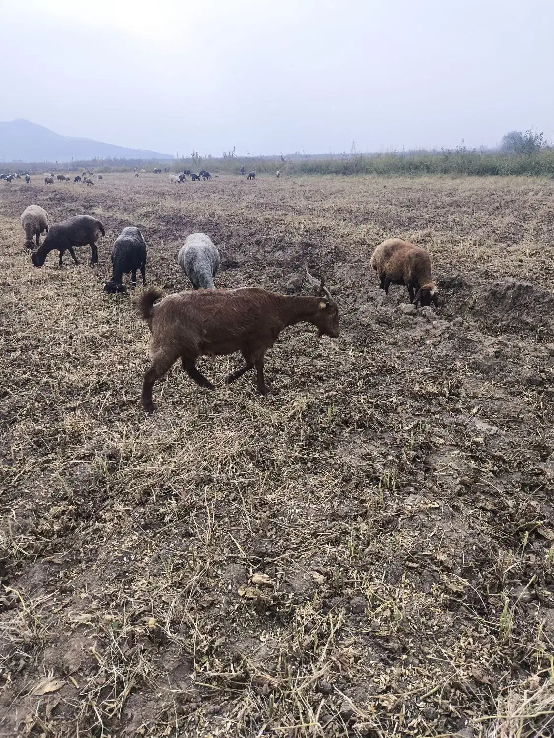 بز ابستن|حیوانات مزرعه|خان ببین, |دیوار