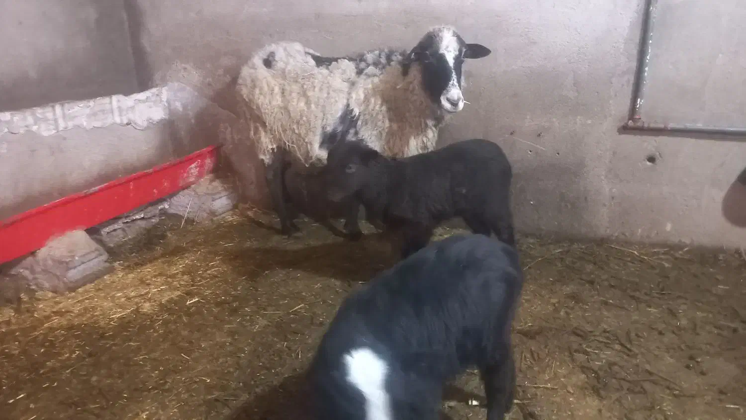 گوسفند رومانف اصل|حیوانات مزرعه|خسروشاه, |دیوار