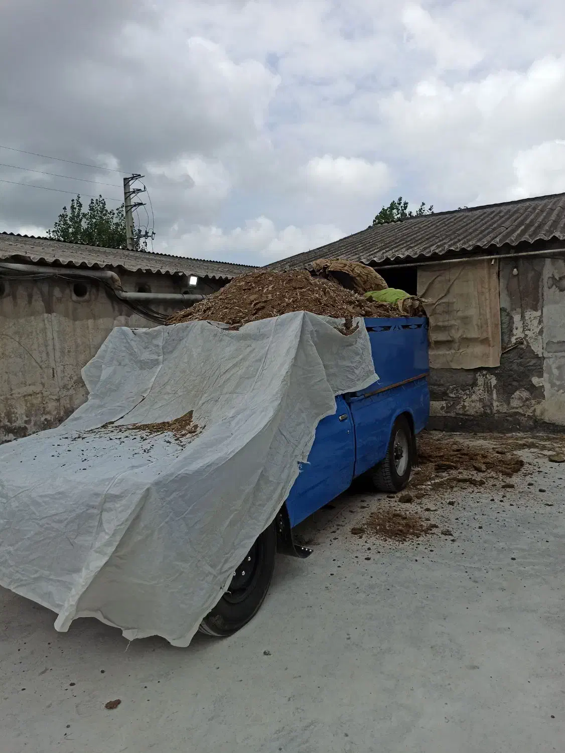 کود مرغی|خدمات باغبانی و درختکاری|کیاکلا, |دیوار