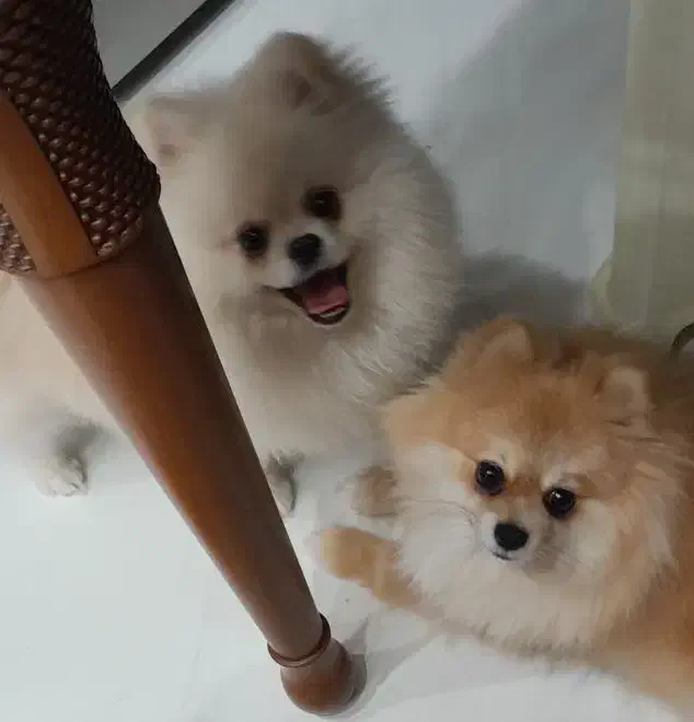 پامرانین خرسی سفید|سگ|یزد, |دیوار