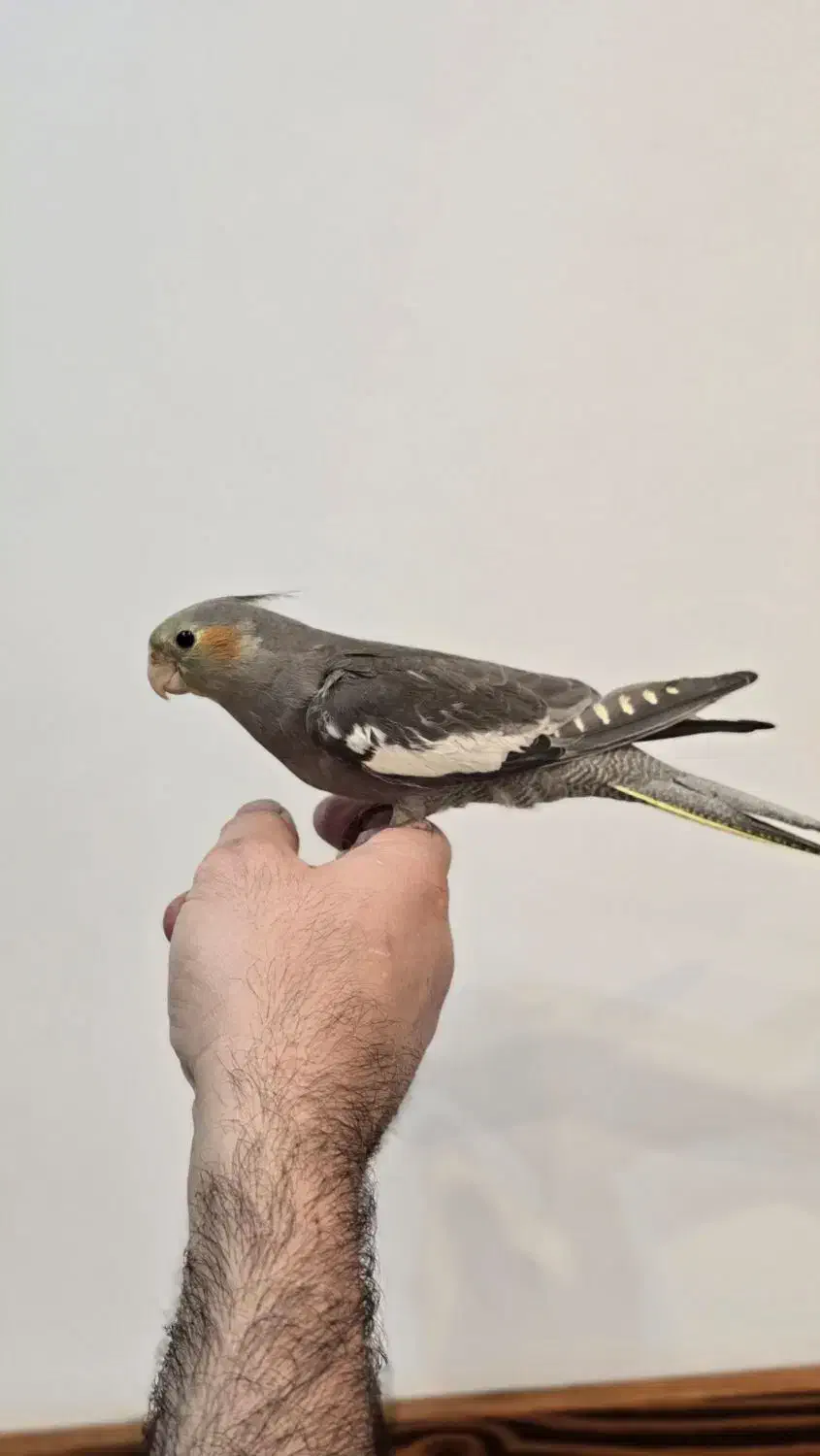 عروس هلندی|پرنده|کیاشهر, |دیوار