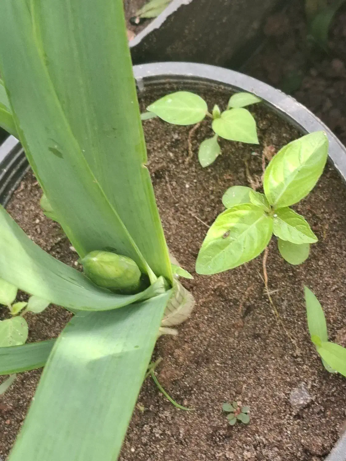 گل نرگس عطری پر ریشه پیاز قوی و درشت گل دار|گل و گیاه طبیعی|شلمان, |دیوار