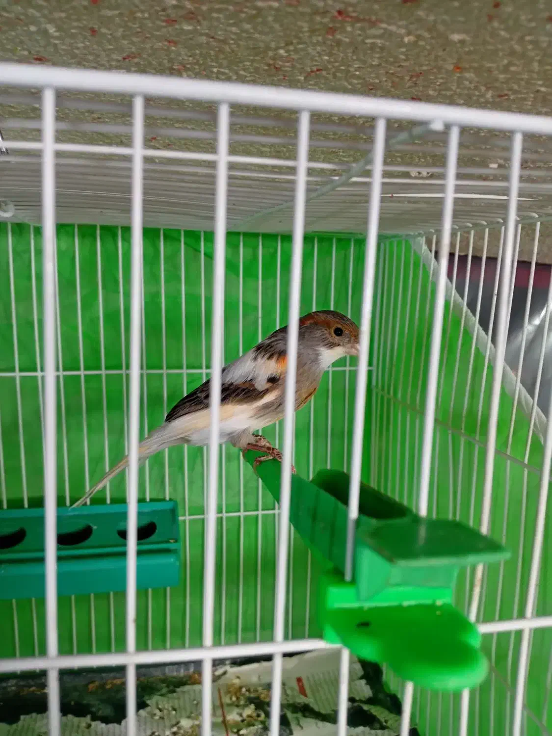 قناری ماده اماده جفت ابلغ بسیار تمیز|پرنده|تربت‌حیدریه, باغ سلطانی|دیوار