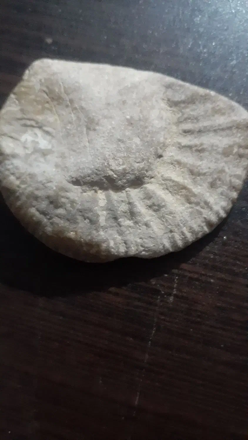 فسیل و سنگواره|کلکسیون و سرگرمی|فیروزکوه, |دیوار