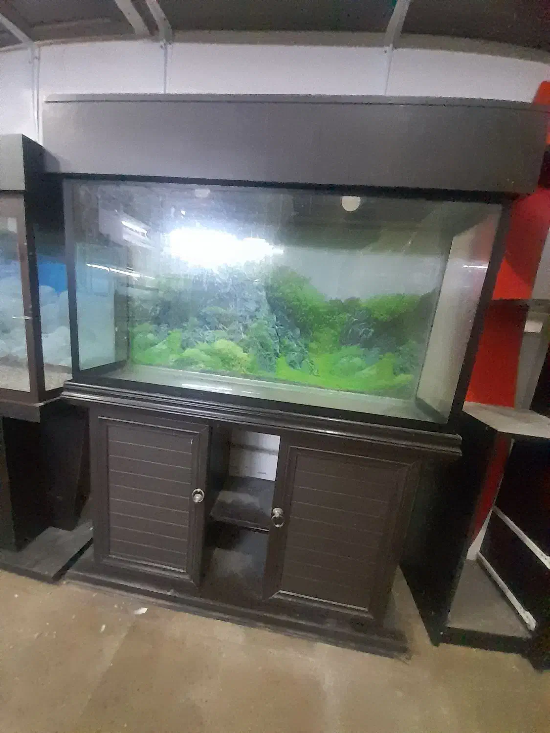 آکواریوم|ماهی|محمدشهر, جعفرآباد|دیوار