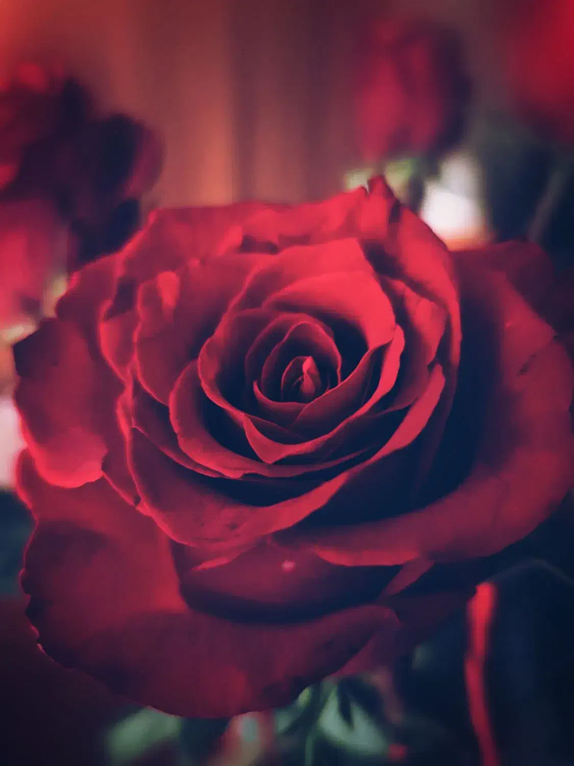 همکاری دائم|فعالیت داوطلبانه|ملایر, |دیوار