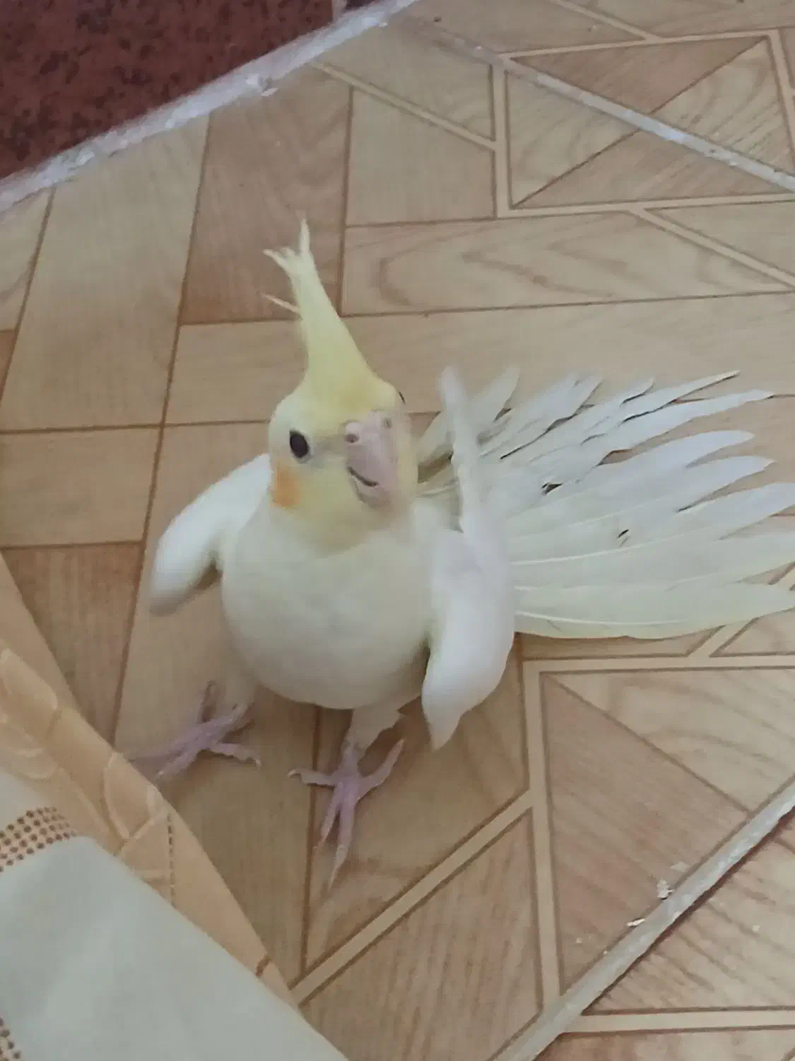 عروس هلندی|پرنده|مشکین‌دشت, |دیوار