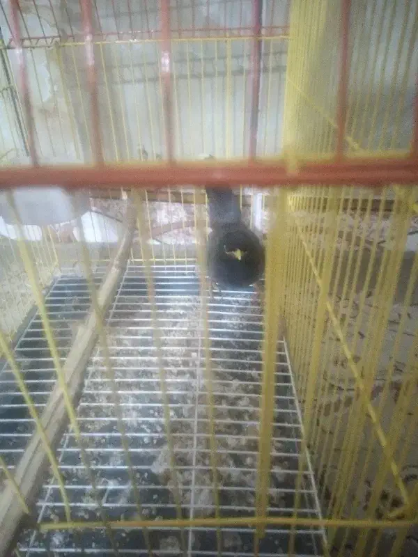 یک عدد مینا نر|پرنده|گنبد کاووس, |دیوار