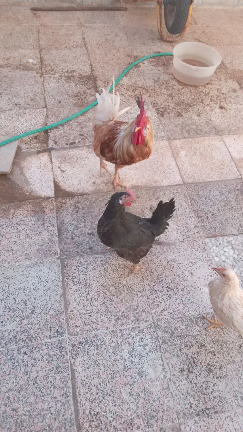 مرغ سیاه|حیوانات مزرعه|خرمشهر, |دیوار