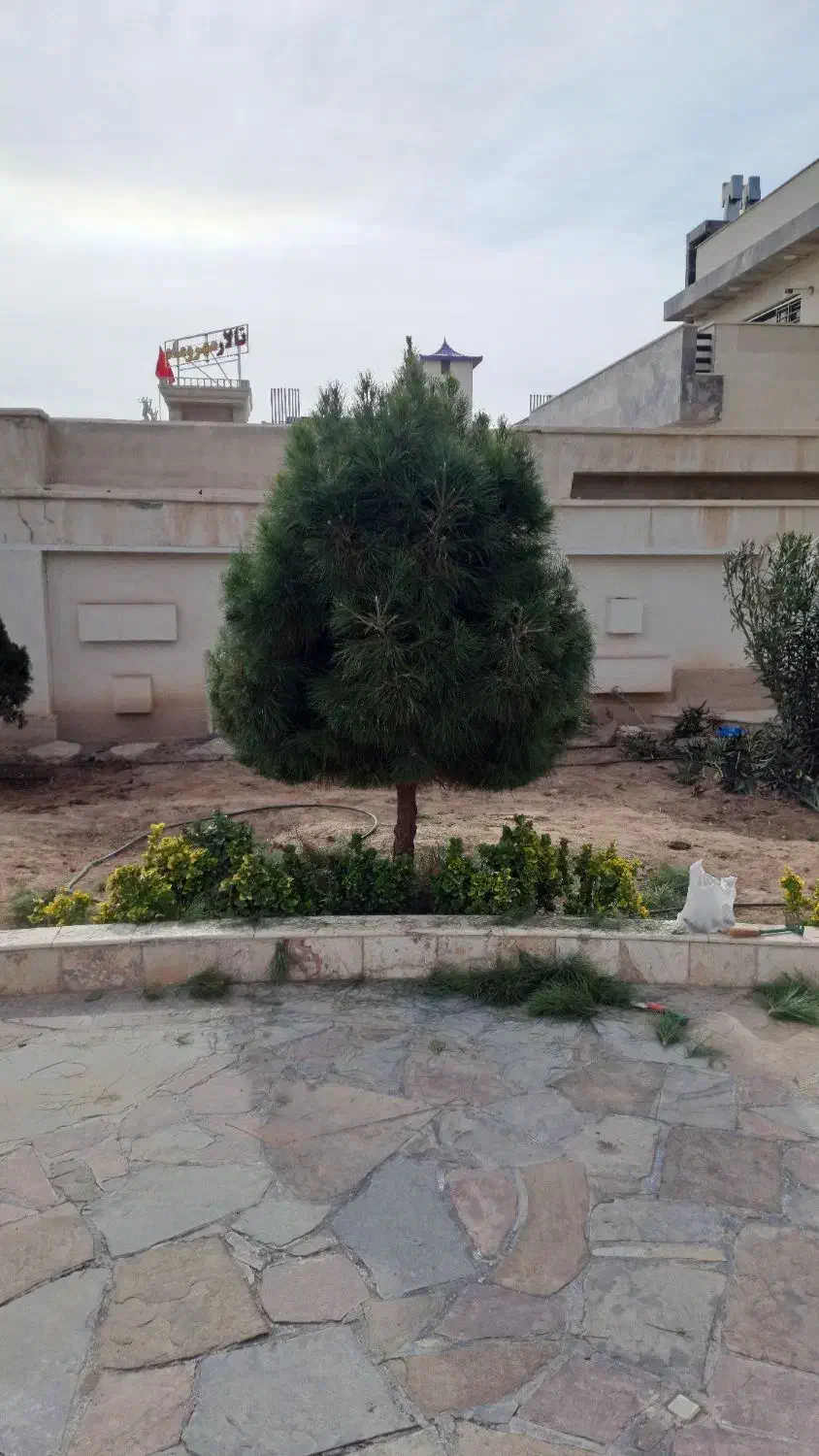 هرس انواع درخت|خدمات باغبانی و درختکاری|کرمان, |دیوار