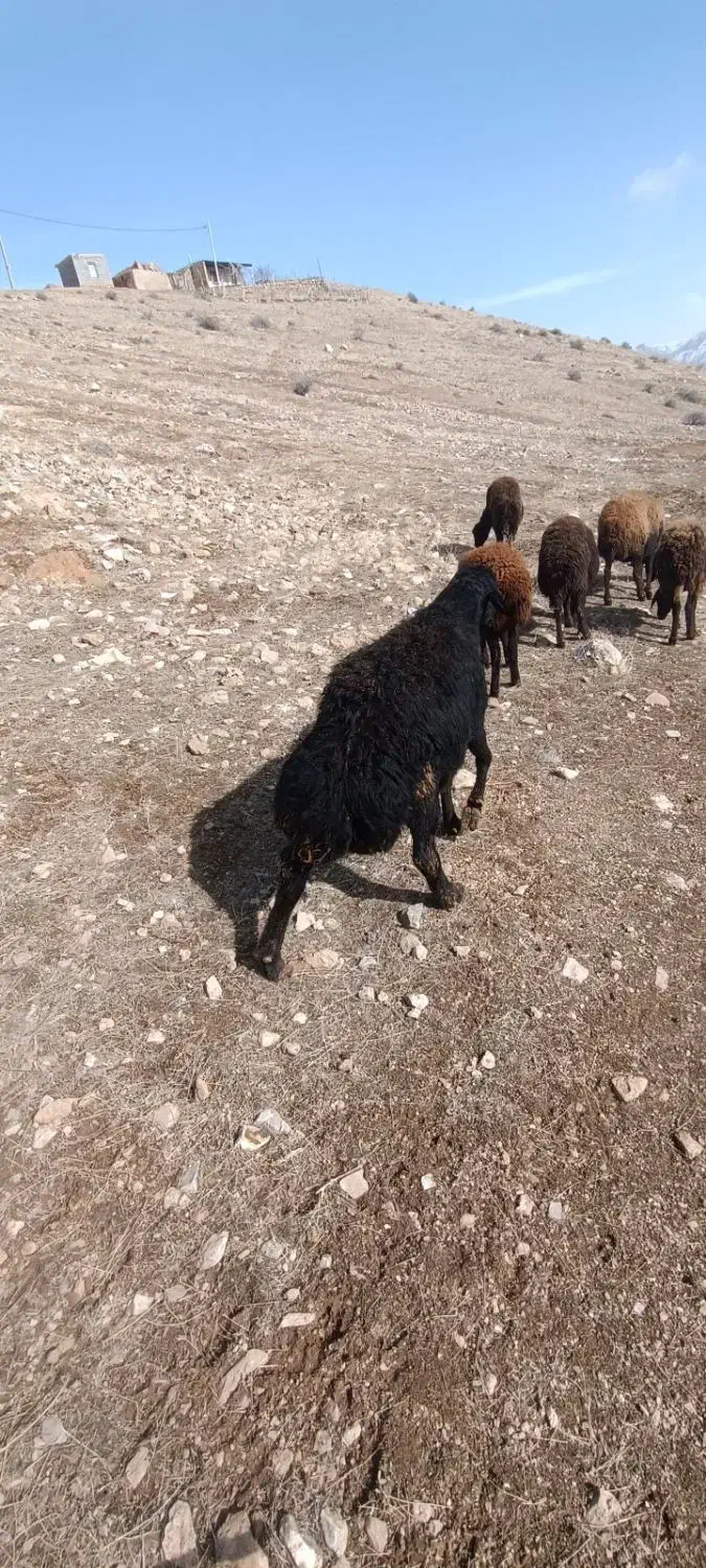 قوچ قره قزل|حیوانات مزرعه|ماهنشان, |دیوار