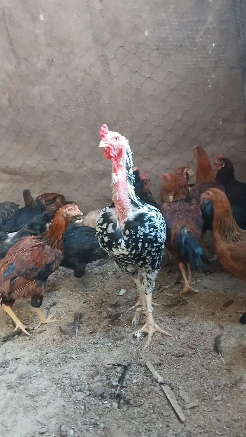 خروس لاری|حیوانات مزرعه|اسفراین, |دیوار