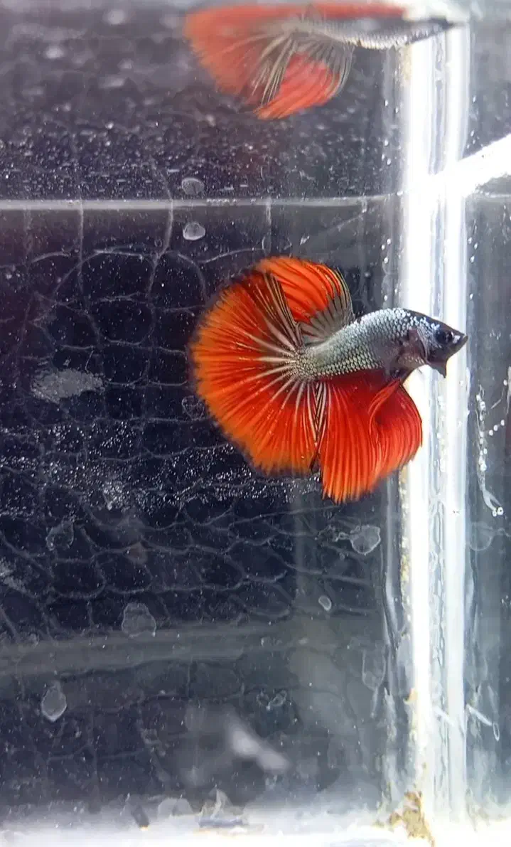 انواع نژاد ماهی فایتر|ماهی|نجفآباد, ویلاشهر|دیوار