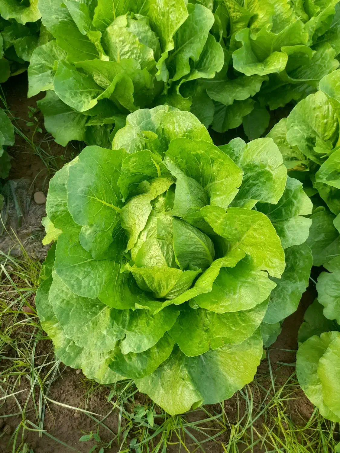 کاهو|خدمات باغبانی و درختکاری|دزفول, |دیوار