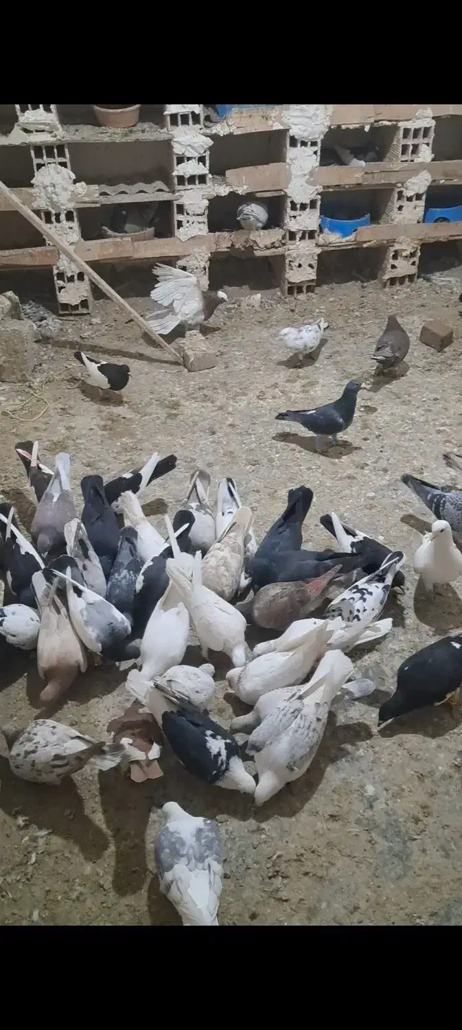 کبوتر پرنده هفت رنگ|پرنده|خرمدشت, |دیوار