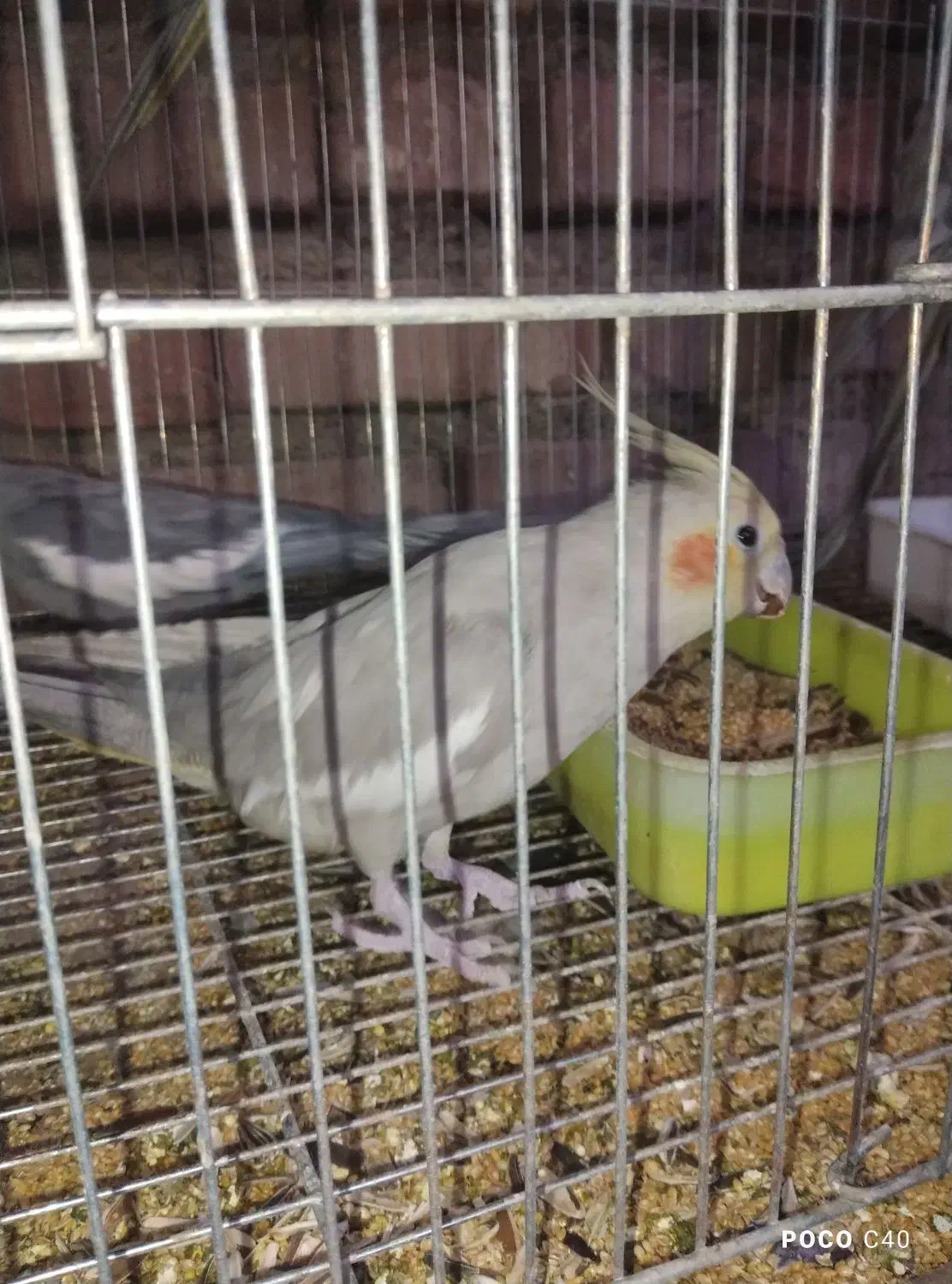 جفت عروس هلندی سینامون|پرنده|نهبندان, |دیوار