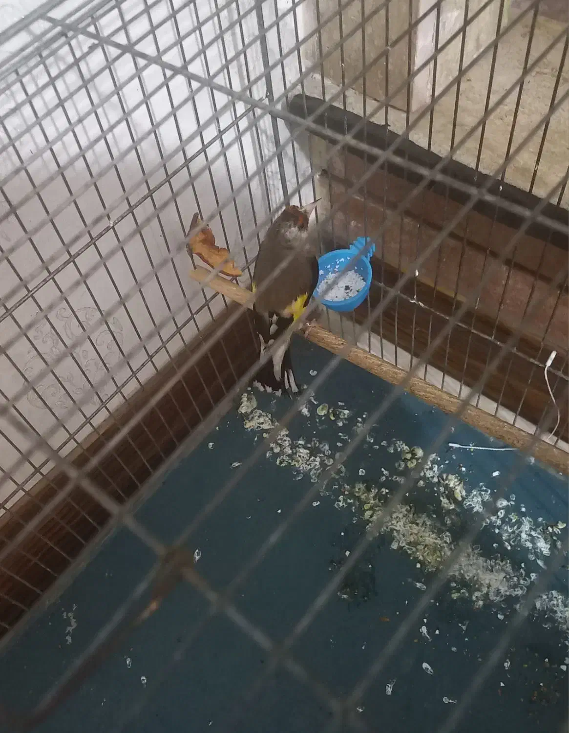 سهره ماده  داغسر جوجه. قفس عروسک|پرنده|ماهدشت, |دیوار