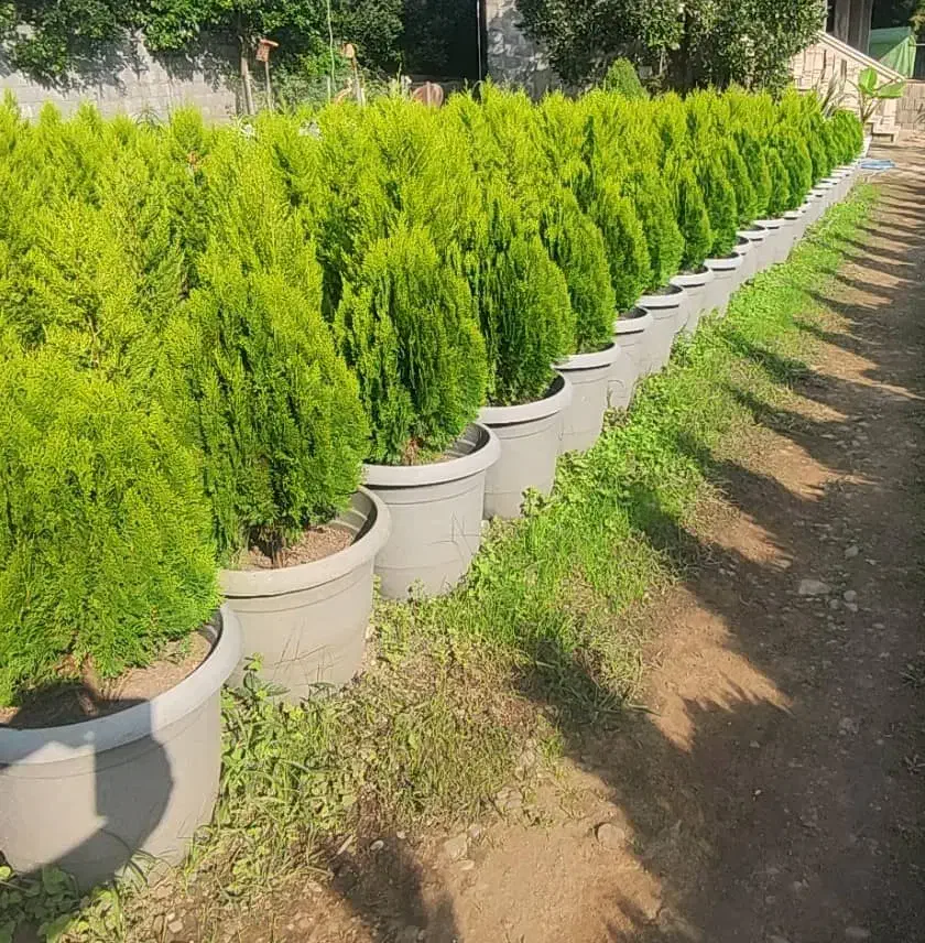 فروش کاج کامیس جزئی و کلی|گل و گیاه طبیعی|تهران, اکباتان|دیوار