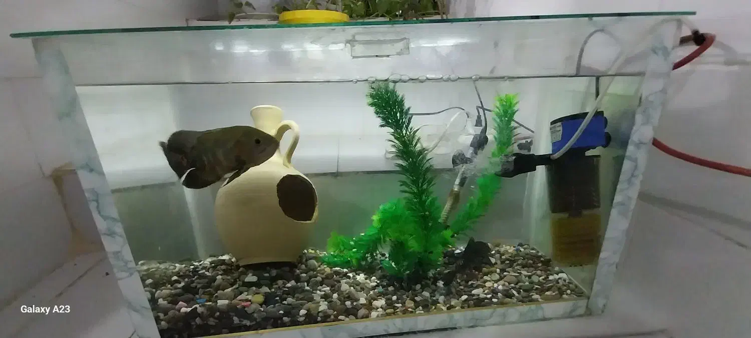 اکواریوم باتمام تشکیلات دوتاماهی یدونه لجن خوار|ماهی|کنگاور, |دیوار