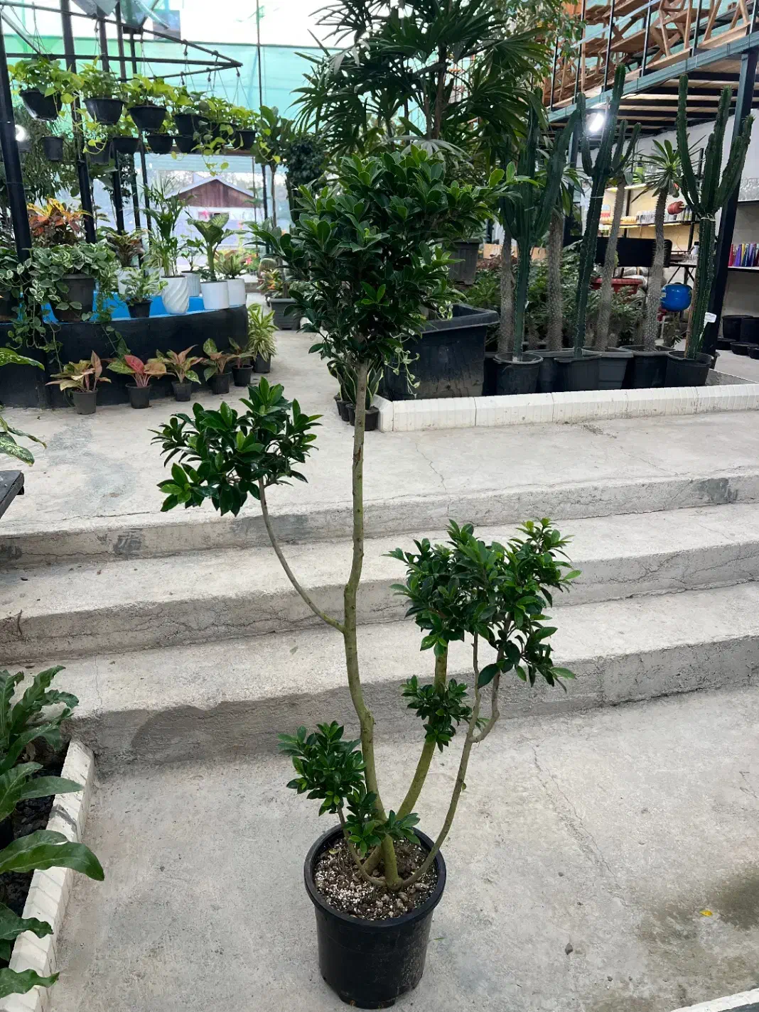 فیکوس رتوزا|گل و گیاه طبیعی|رشت, بیجارپس|دیوار