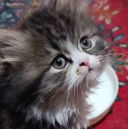 گربه بریتیش اصیل خانگی|گربه|شیراز, ارم|دیوار