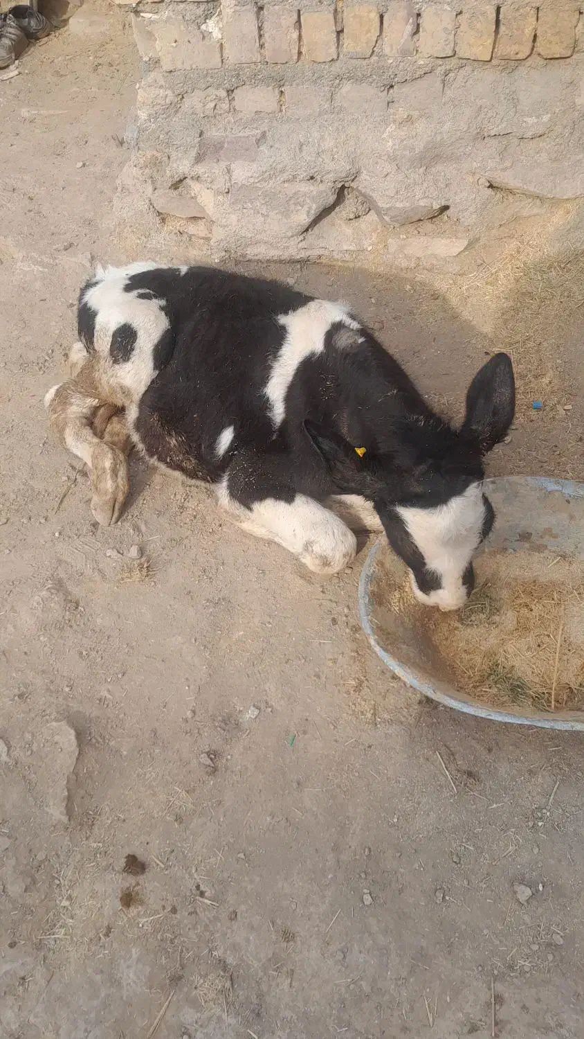 یک راس گوساله نر|حیوانات مزرعه|تاکستان, |دیوار