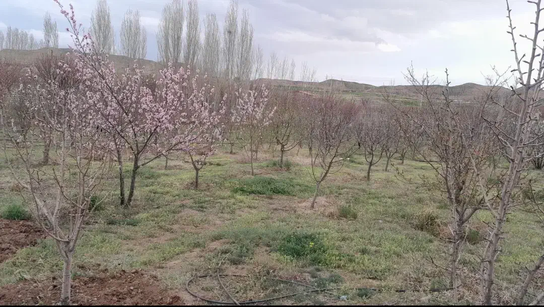 باغ در جاده تبریز|فروش زمین و ملک کلنگی|زنجان, |دیوار