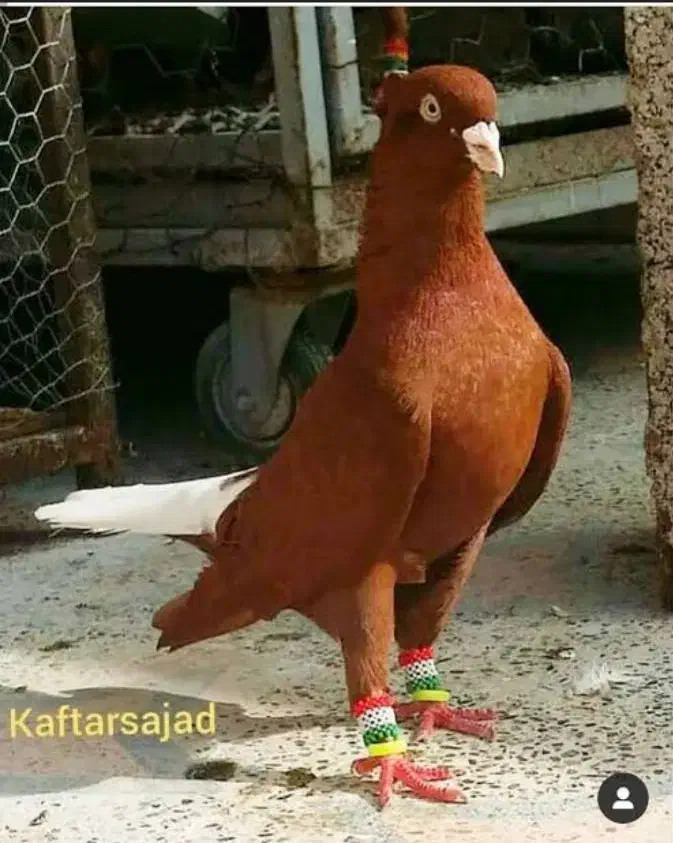 ماده زرد یا سورخ اشعل|پرنده|خرمشهر, |دیوار