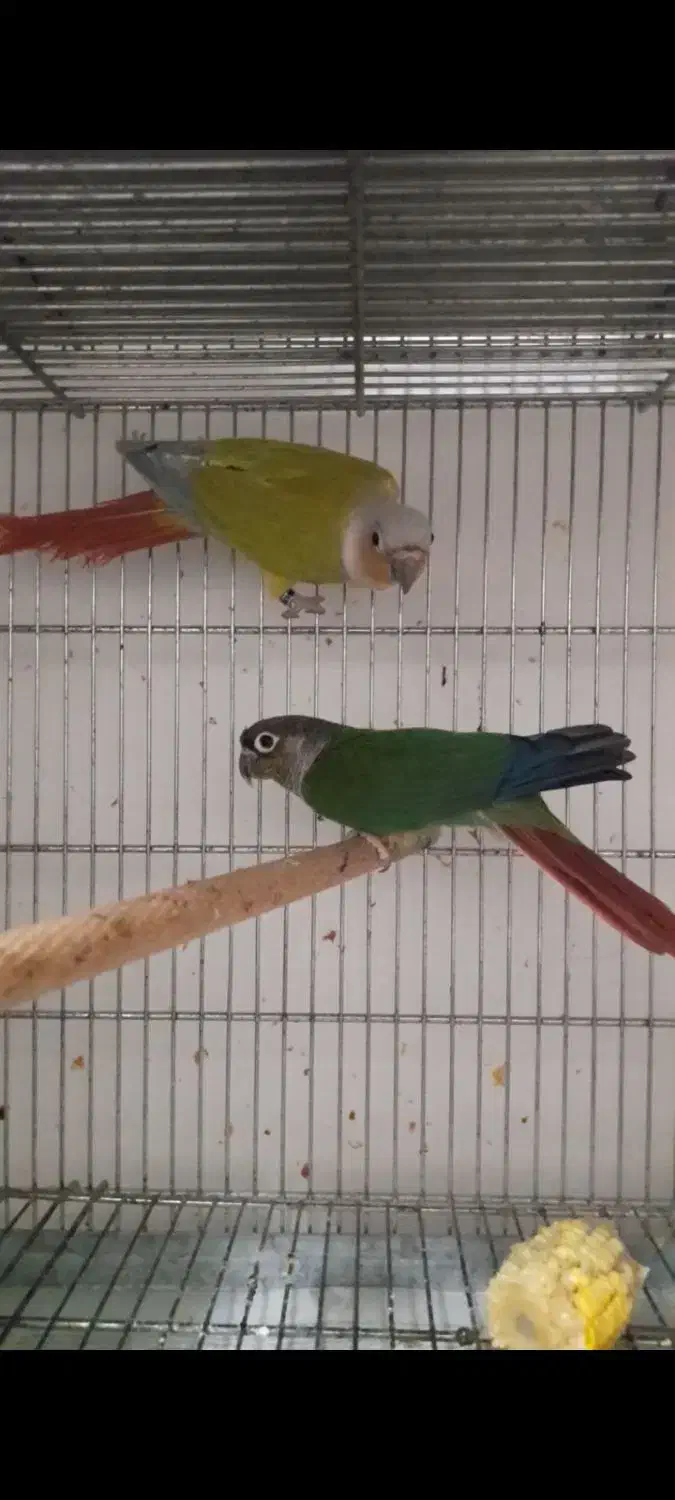 دو جفت گربنچیک مولد|پرنده|تهران, بهارستان|دیوار