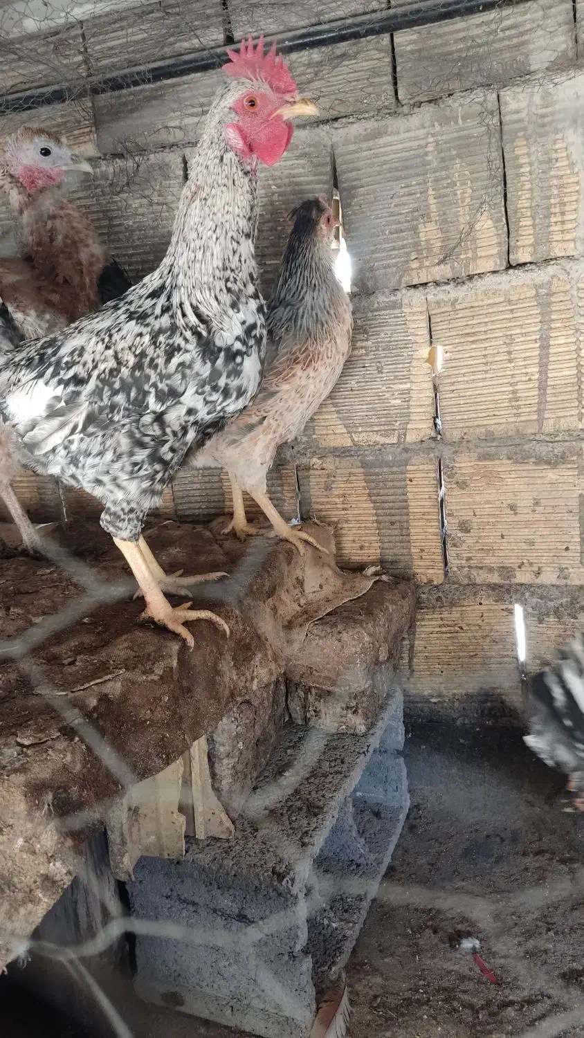 مرغ وخروس خوشگل|حیوانات مزرعه|مبارکه, |دیوار