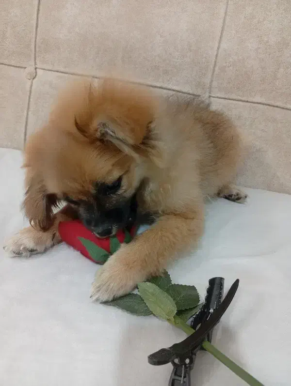 سگ خوبی حرف گوشکن|سگ|خرمدره, |دیوار