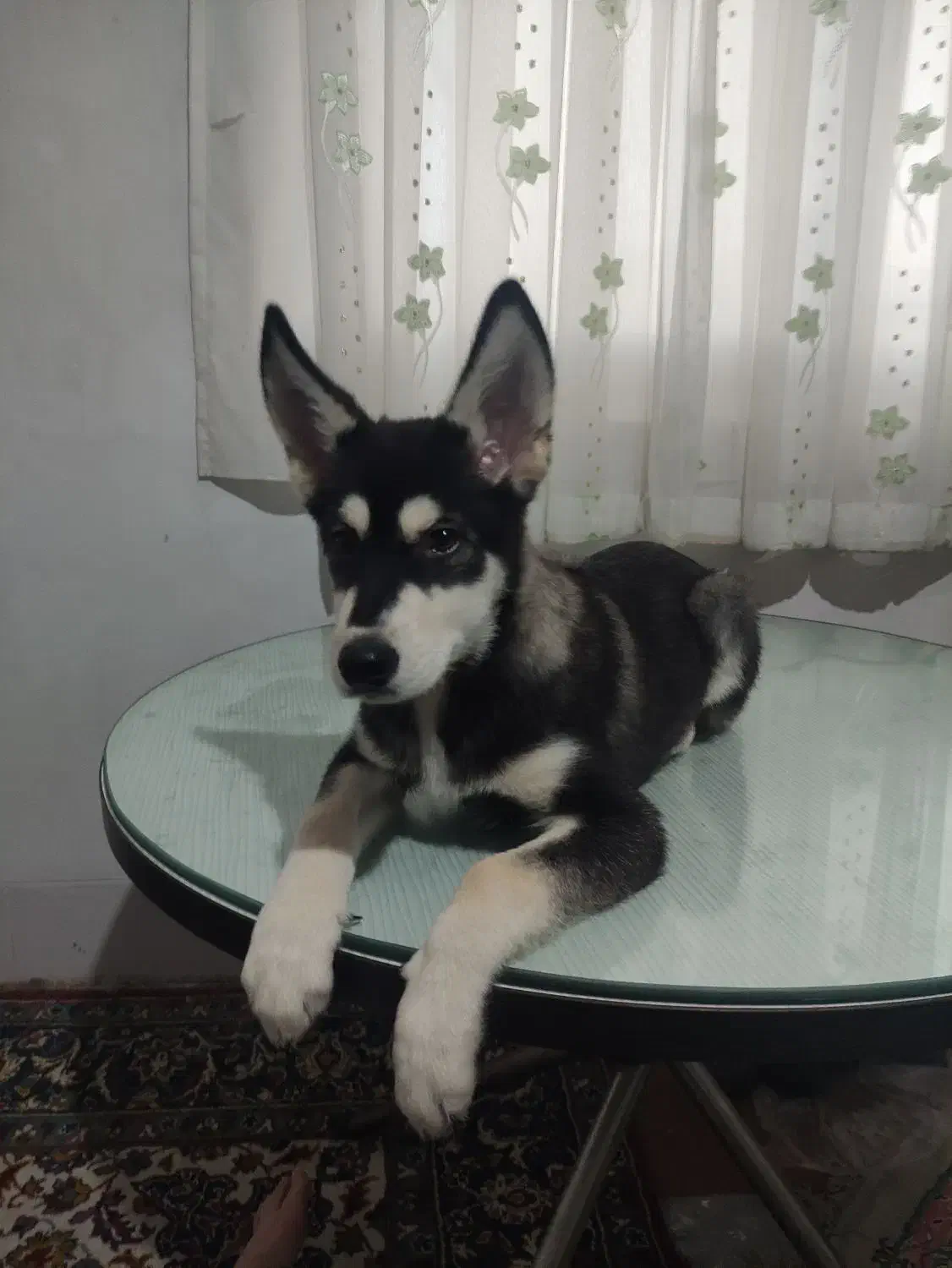 فروش سگ اصیل ونژاد دار|سگ|شاهرود, |دیوار