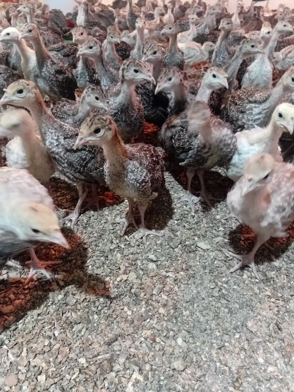 جوجه بوقلمون برنزه|حیوانات مزرعه|فردیس, شهرک وحدت|دیوار